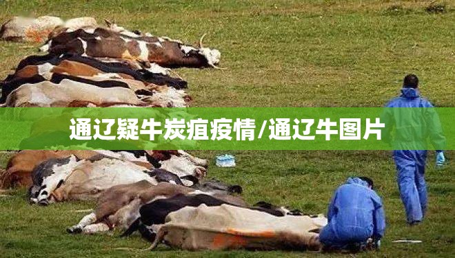 通辽疑牛炭疽疫情/通辽牛图片 通辽疑牛炭疽疫情/通辽牛图片