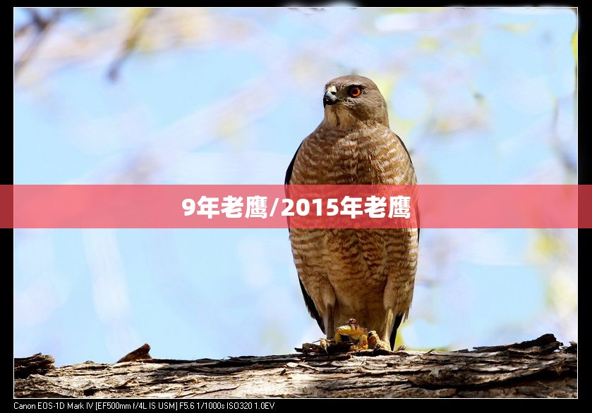 9年老鹰/2015年老鹰 9年老鹰/2015年老鹰